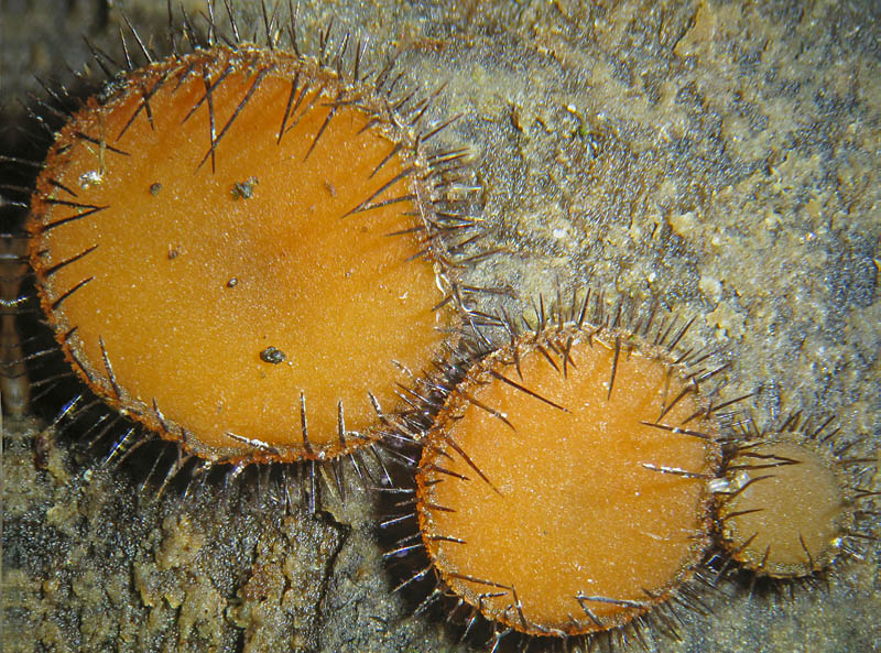 Scutellinia